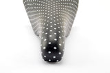 NEW Selle San Marco black (white dots) Concor Saddle from the 1980s NOS